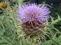 artichoke thistle